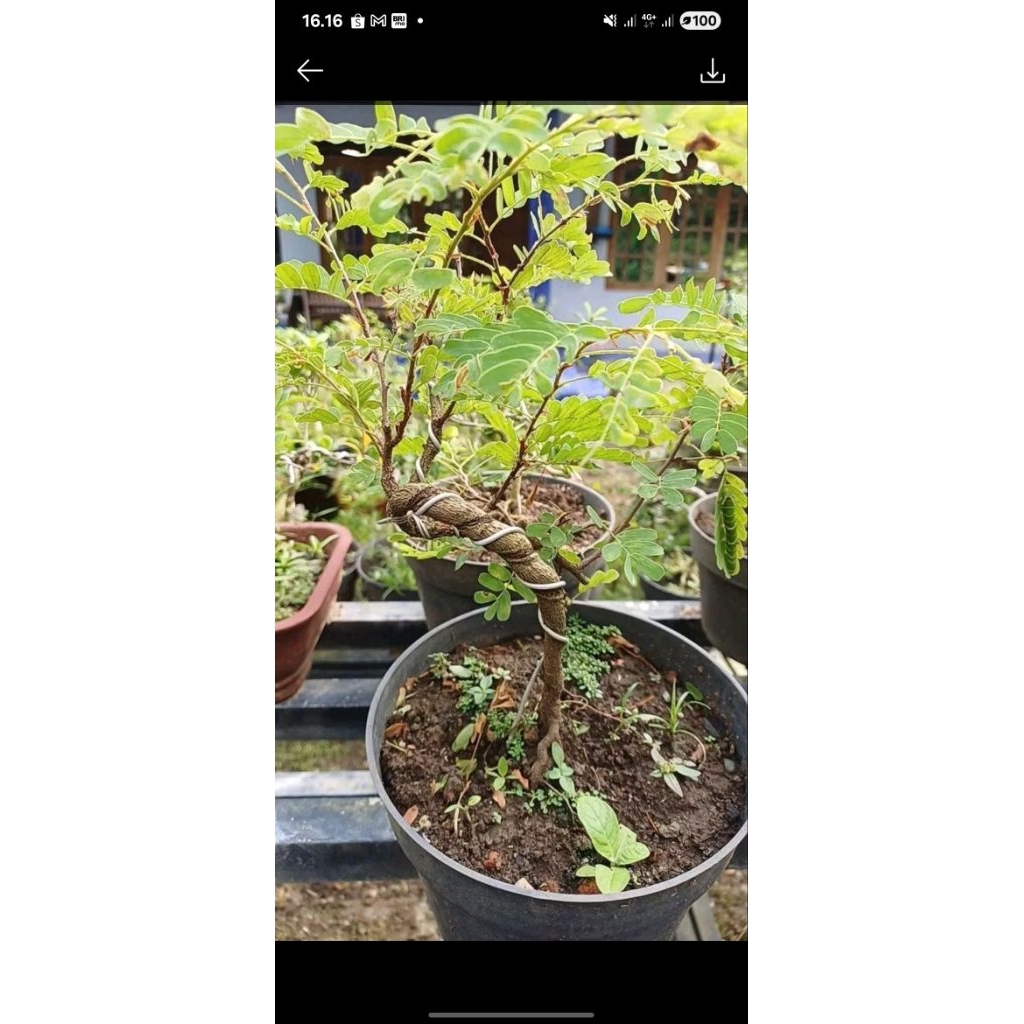 bahan bonsai asem jawa murah