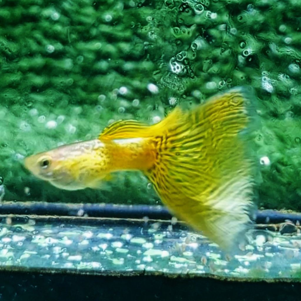 Guppy YELLOW KING COBRA hiasan aquarium
