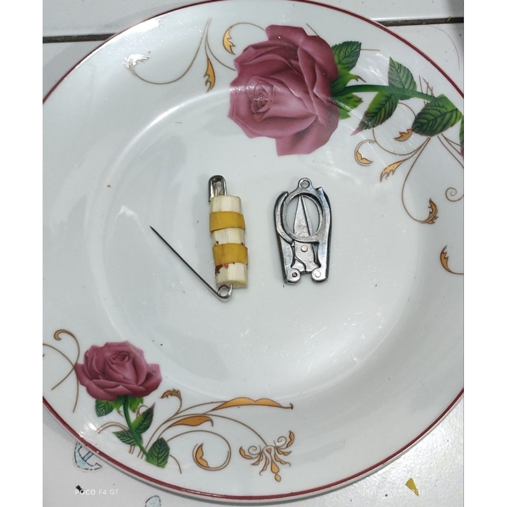 peniti delingo bangle jeringo banglai besar dengan gunting lipat