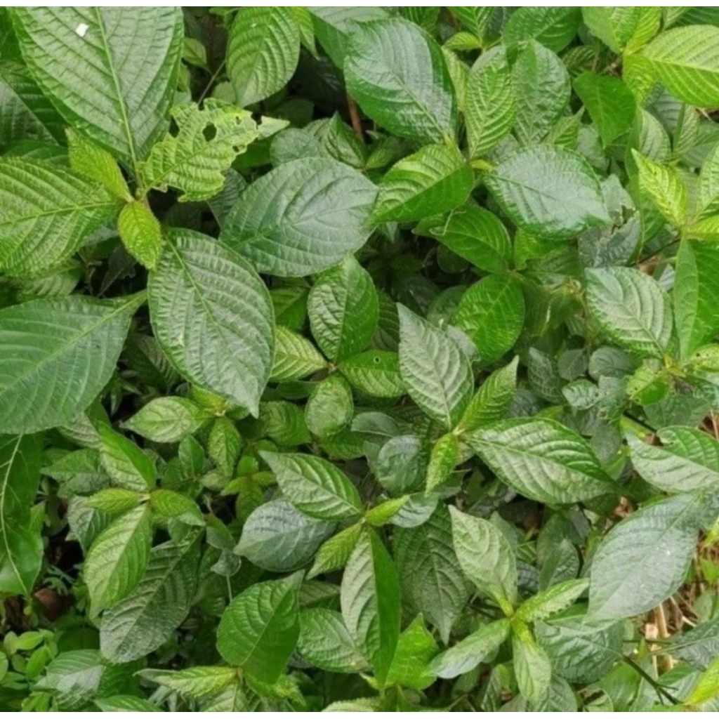 Tanaman herbal keji beling/tanaman keji beling