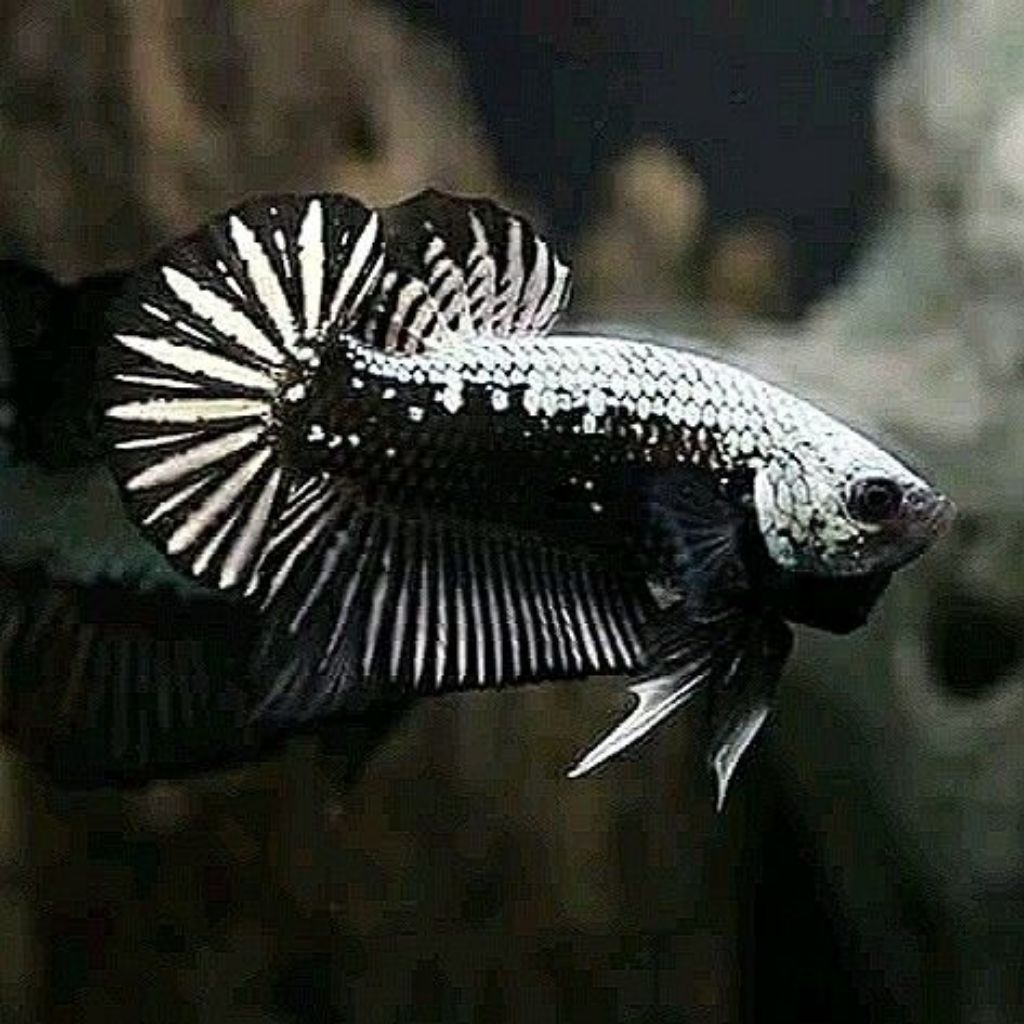 HIASAN-CUPANG BLACK MAMBA/BLACK SAMURAI/HIASAN AQUARIUM