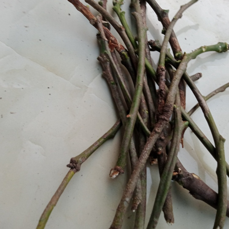 Entres / Batang segar mangga mahatir