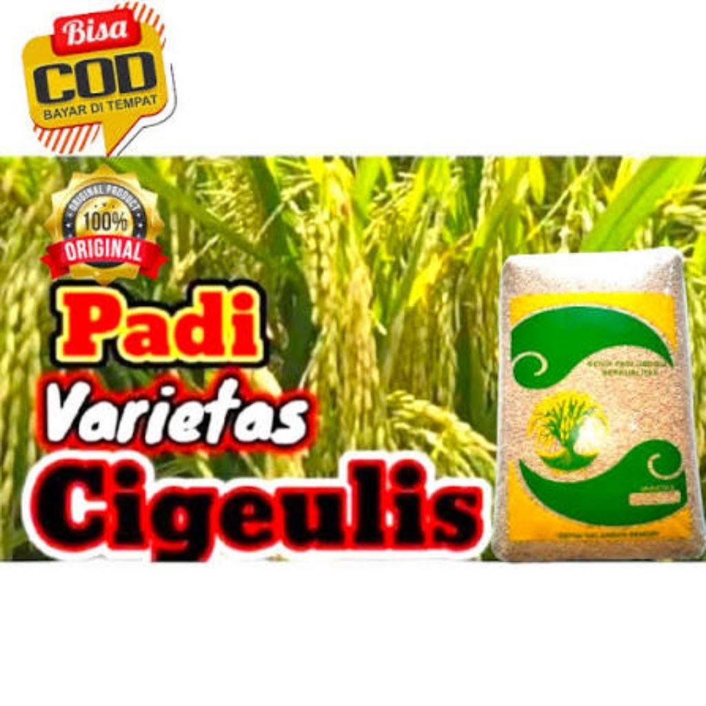 100% Panen Terjamin Bibit Benih PADI CIGEULIS 1 kg