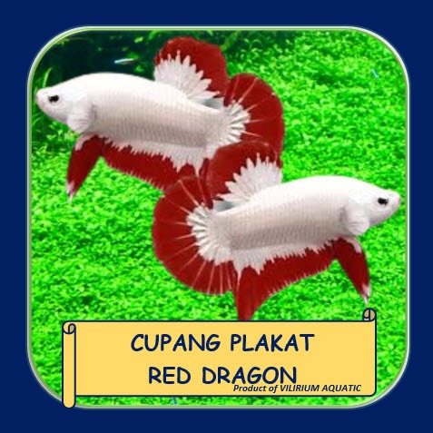 IKAN HIAS AIR TAWAR - CUPANG PLAKAT RED DRAGON