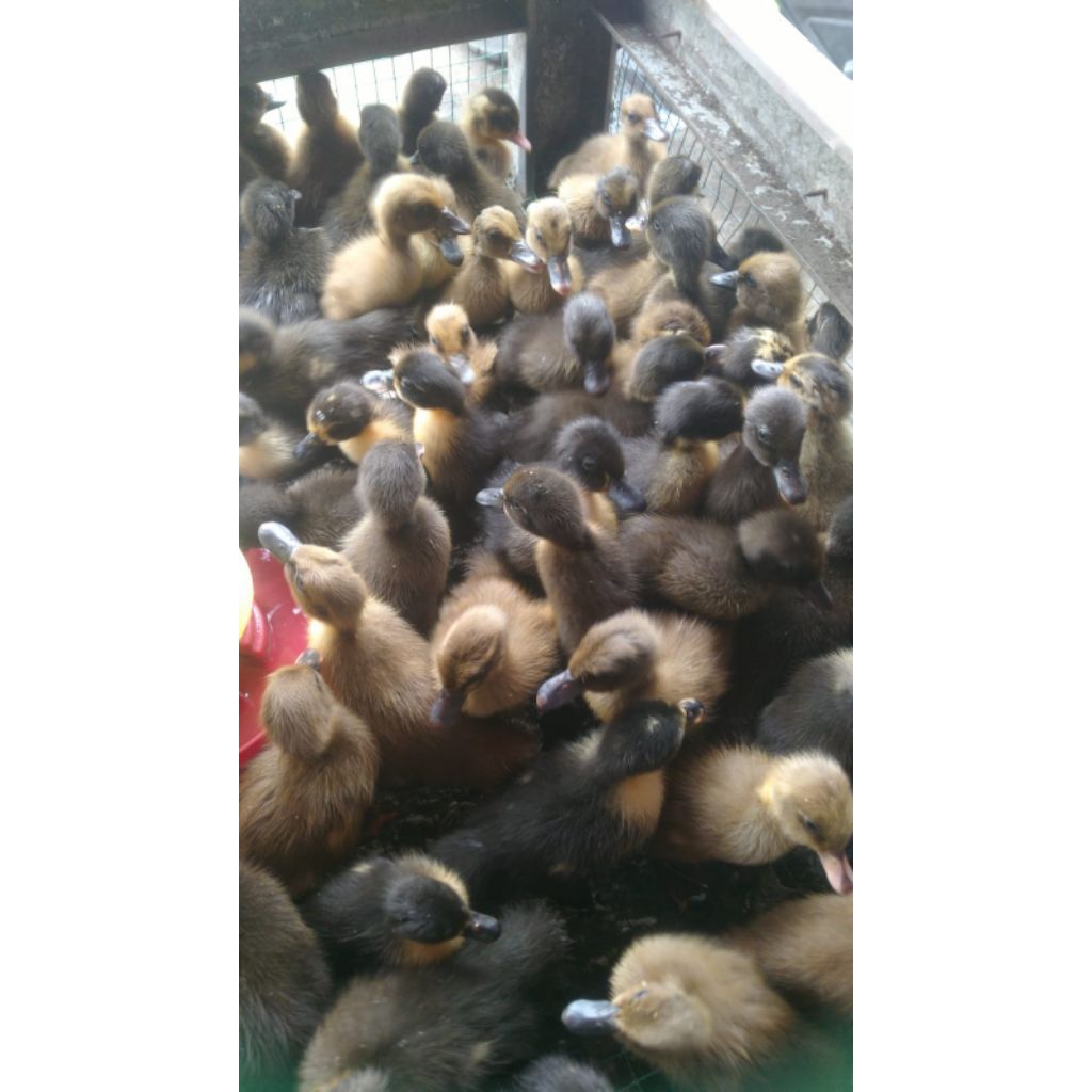 Bebek Hibrida - Bebek Dod Hibrida - Anakan bebek