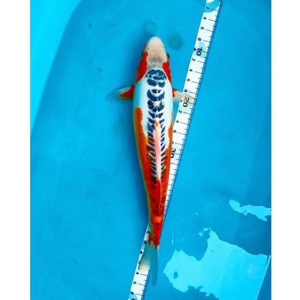 ikan koi blitar sushui f1 yamaju 45 cm