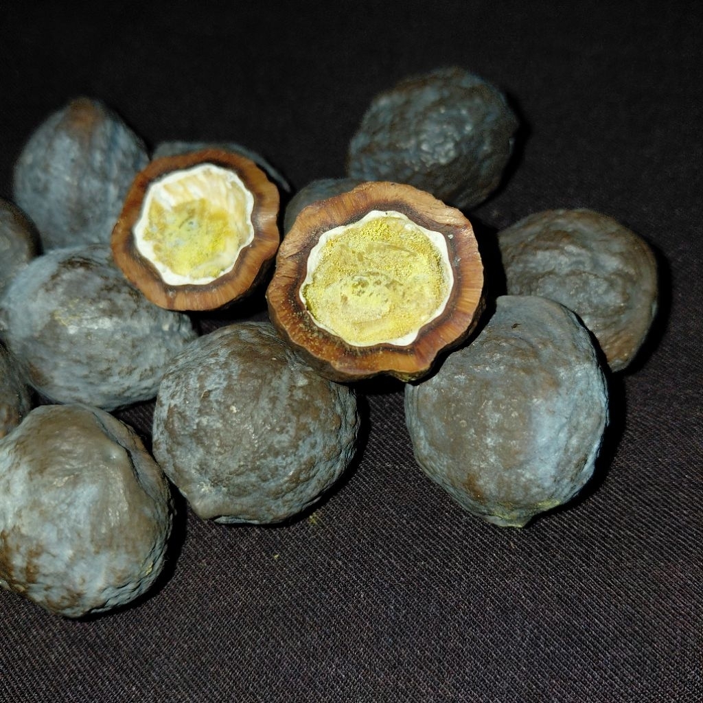 muncang adu yanti sagara