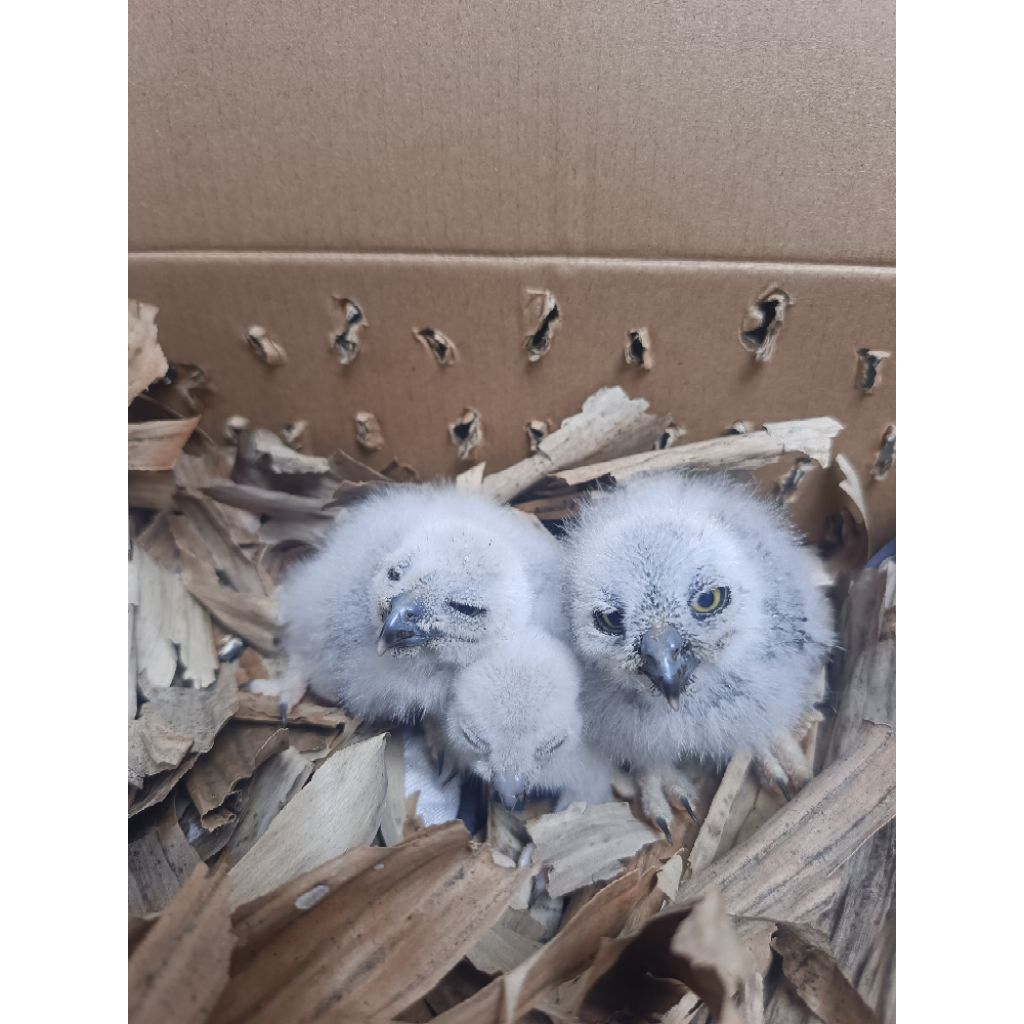 BURUNG HANTU NINOX SLUCATA BRANCHER ANAKAN