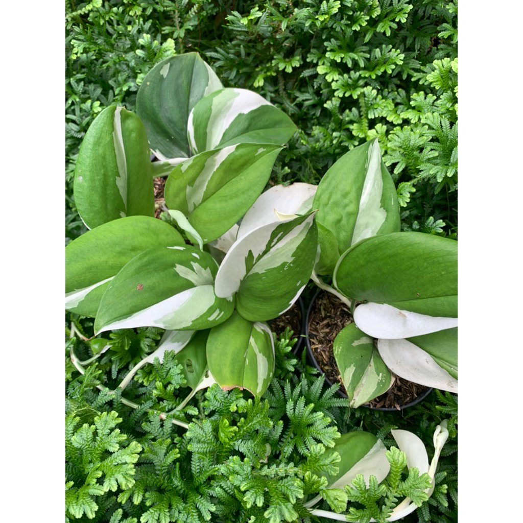 scindapsus moonlight albo varigata #scindapsustreubiimoonlightvarigata