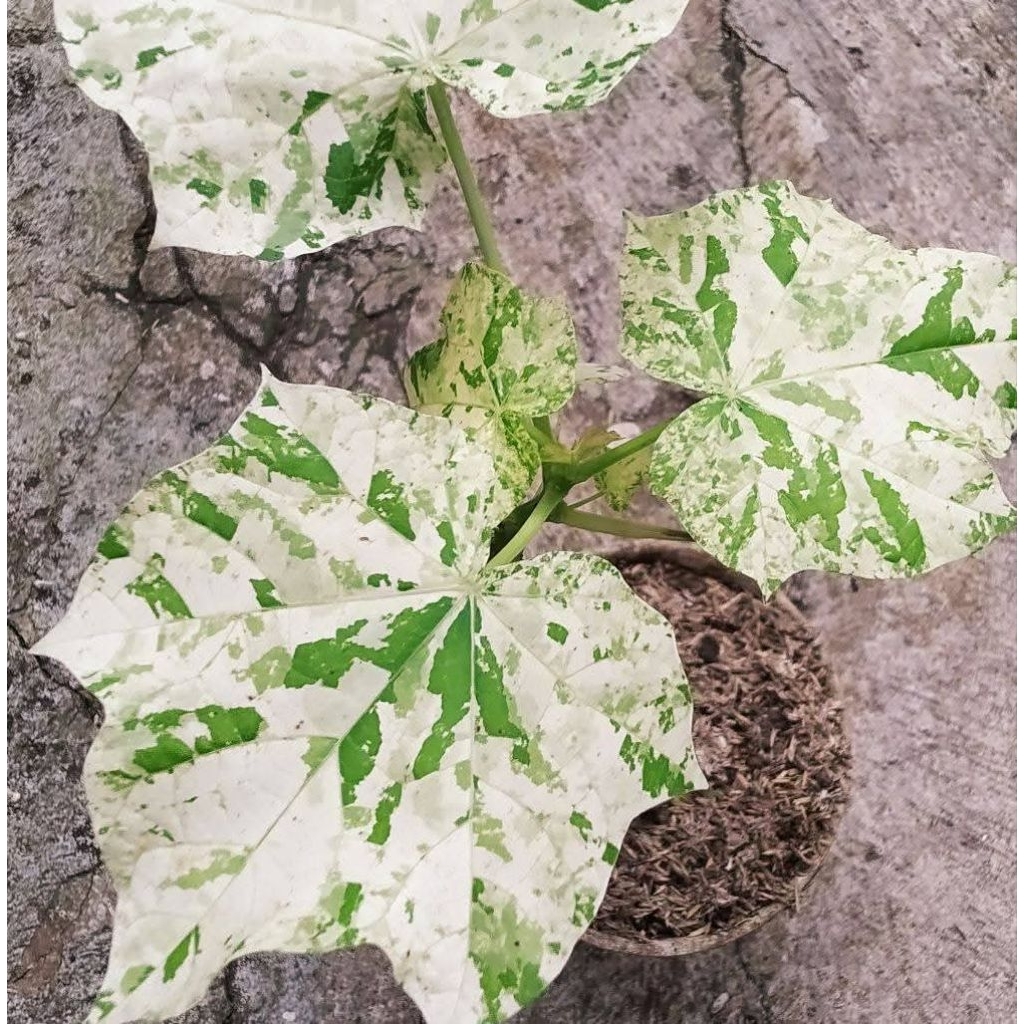 bibit jarak varigata tanaman langka