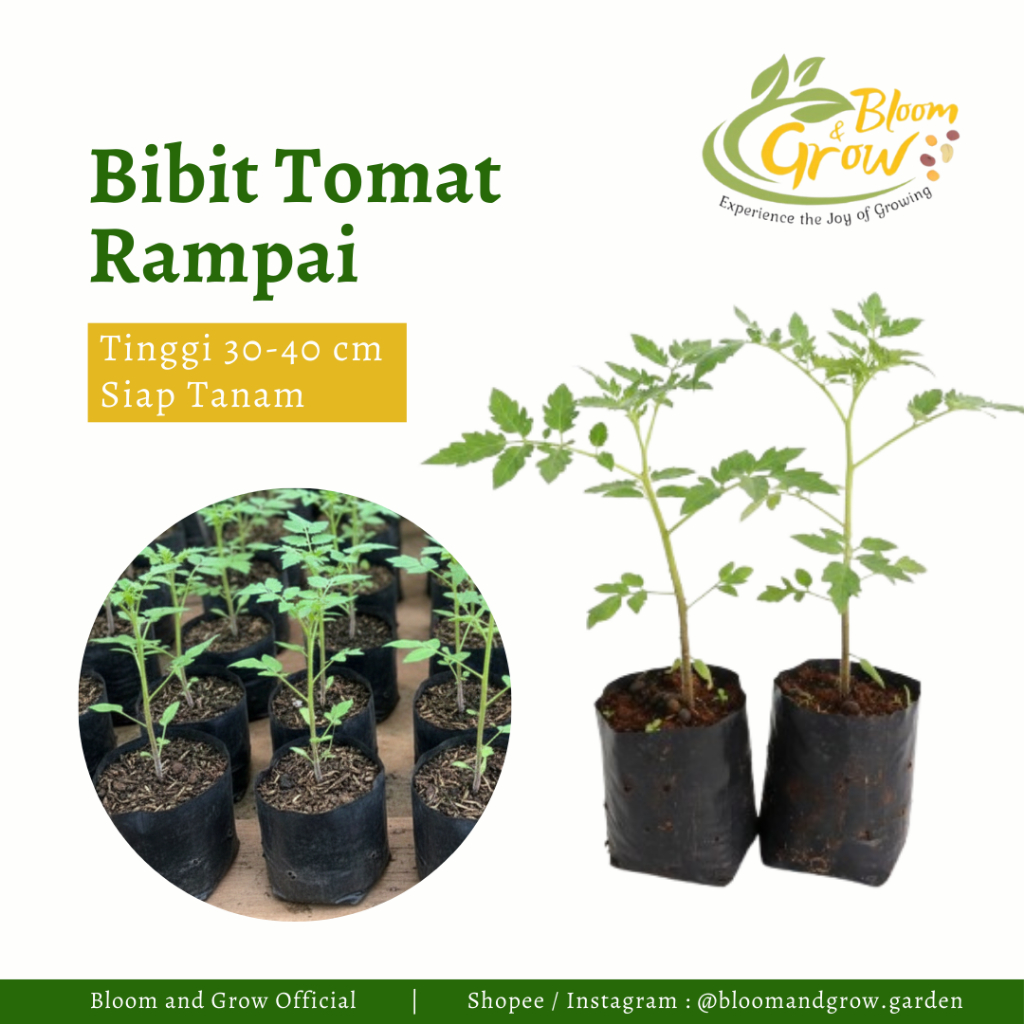 1 Batang Bibit Tomat Rampai / Bibit Tomat Sayur Siap Tanam - Bloom and Grow Garden