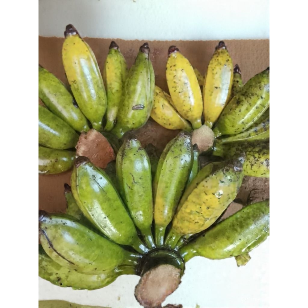 pisang apu mateng 1 kg promo murah/pisang sieum manis /pisang apu kualitas terbaik /pisang apu kuali