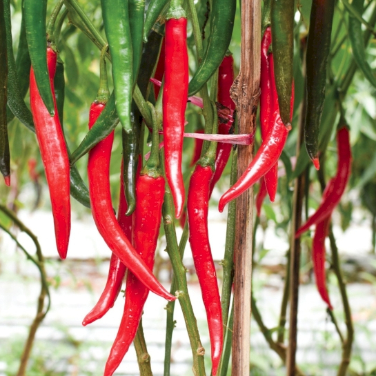 Benih Cabe Merah Besar Hibrida Bibit Unggul Tahan Penyakit, Hasil Melimpah - Premium Quality