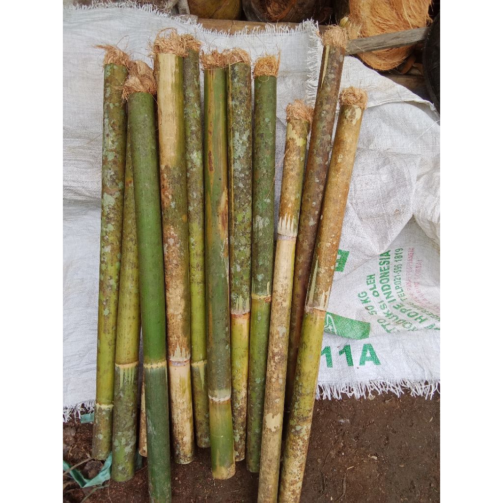 OBOR BAMBU TAMIANG /OBOR BAMBU TAMIANG. 70 _85CM