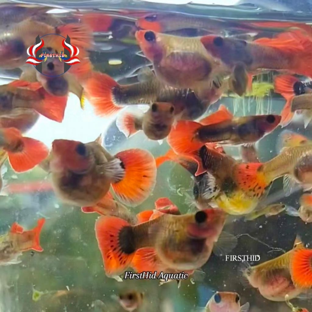 (LANGSUNG DI-KIRIM) GUPPY SS KOI SB GB (Snackskin Galaxy Koi Short Body Glassbelly) penghias aksesor