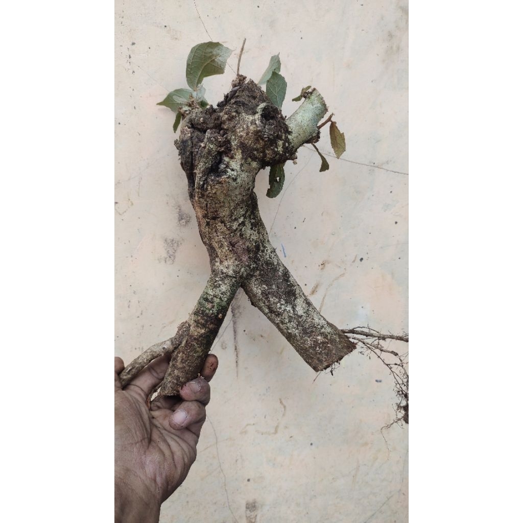 bahan bonsai walikukun realpic sesuai gambar