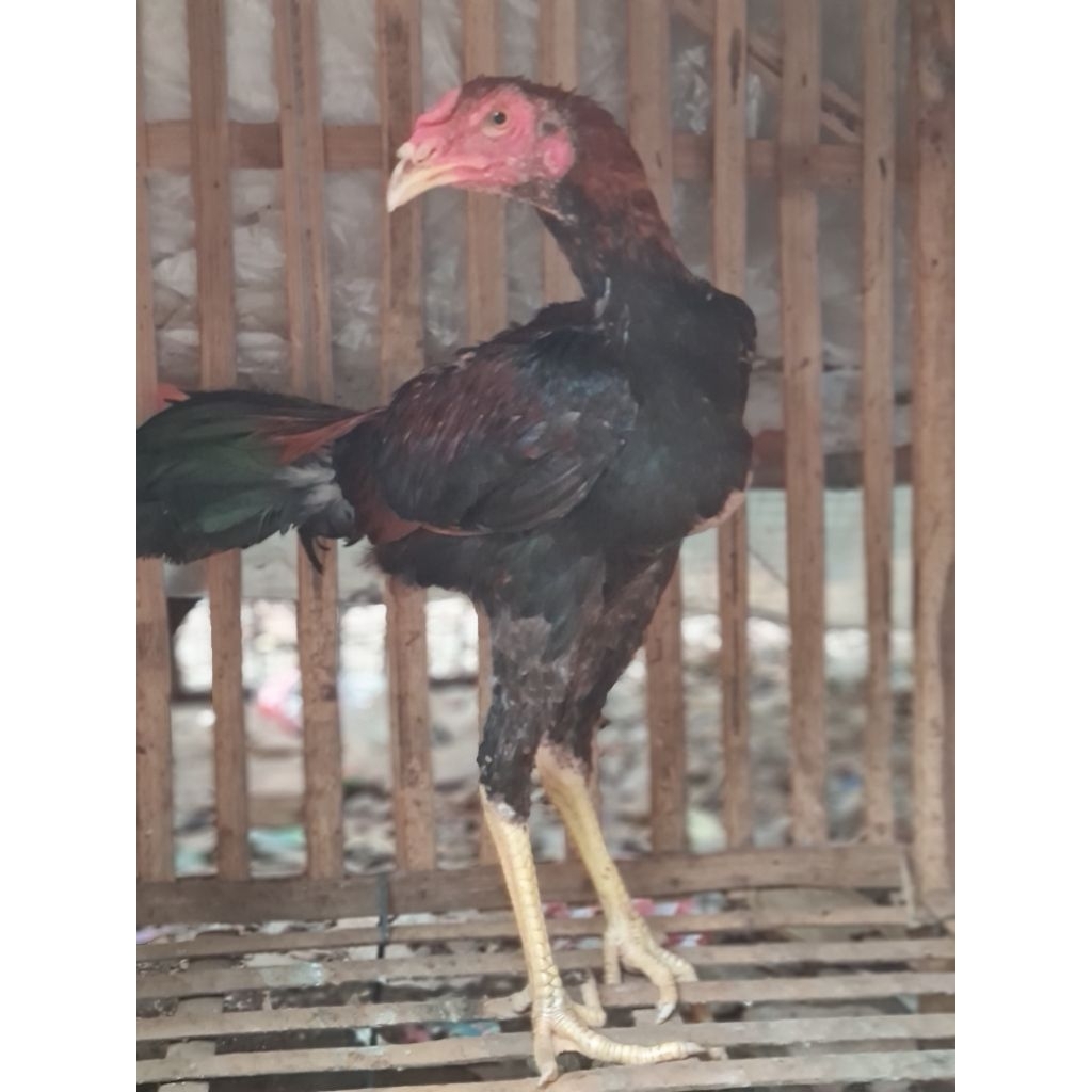 ayam bangkok jantan remaja 5 bulan