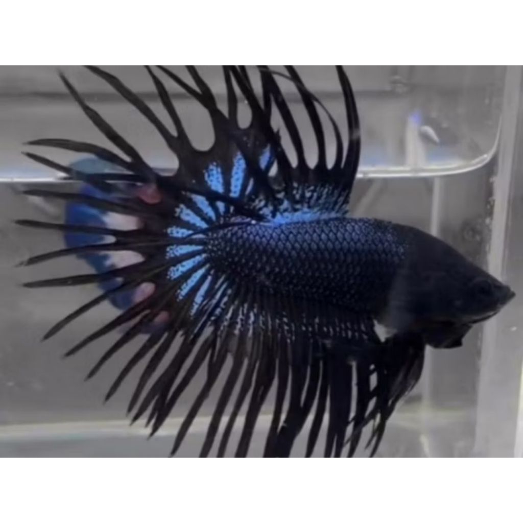 CT BLACK ORCHID + CROWNTAIL BLACK ORCHID GRADE A+