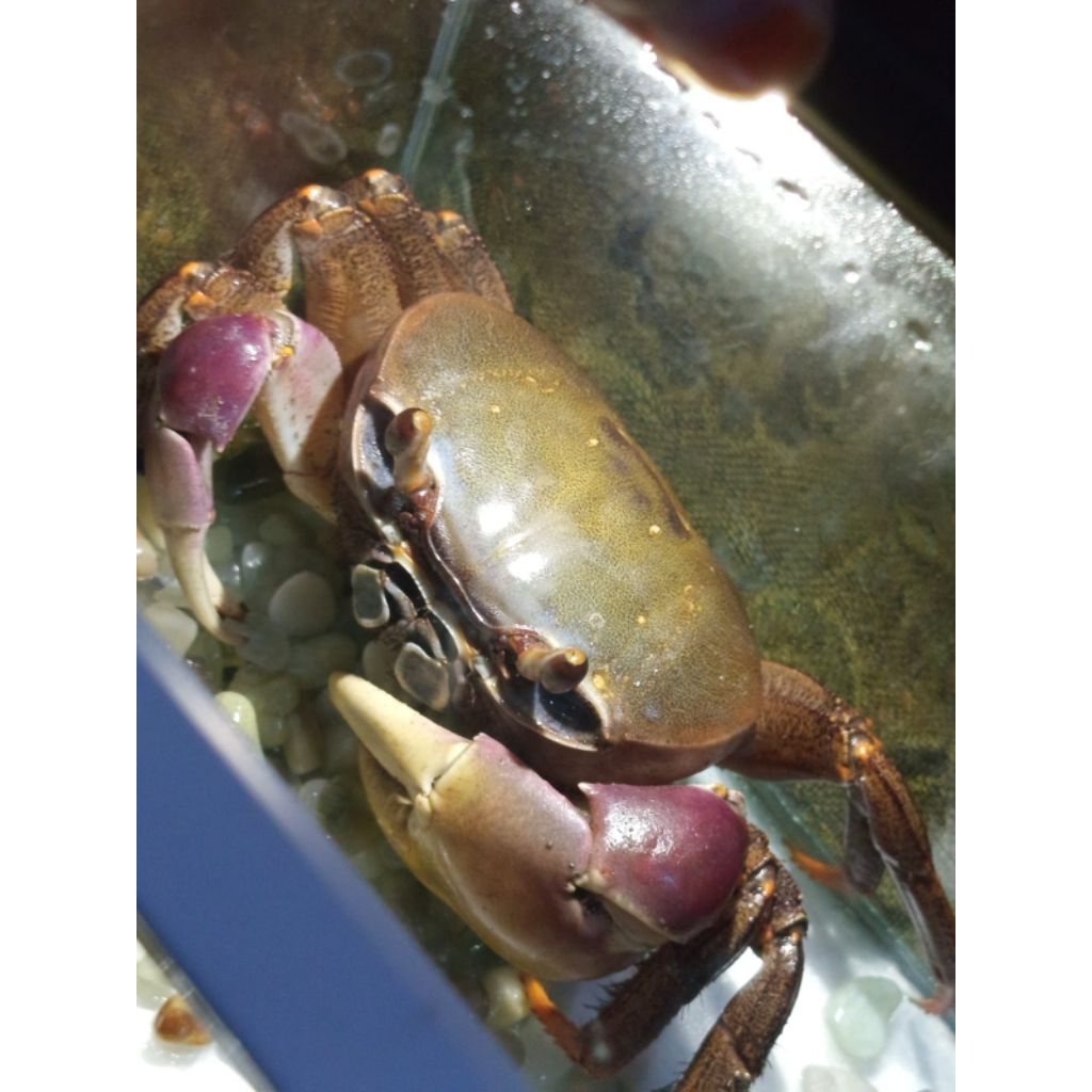 Terlaris Peliharaan kepiting edukasi crab Hias Cardisoma Carnifex tawar darat mainan dan hobi ukuran