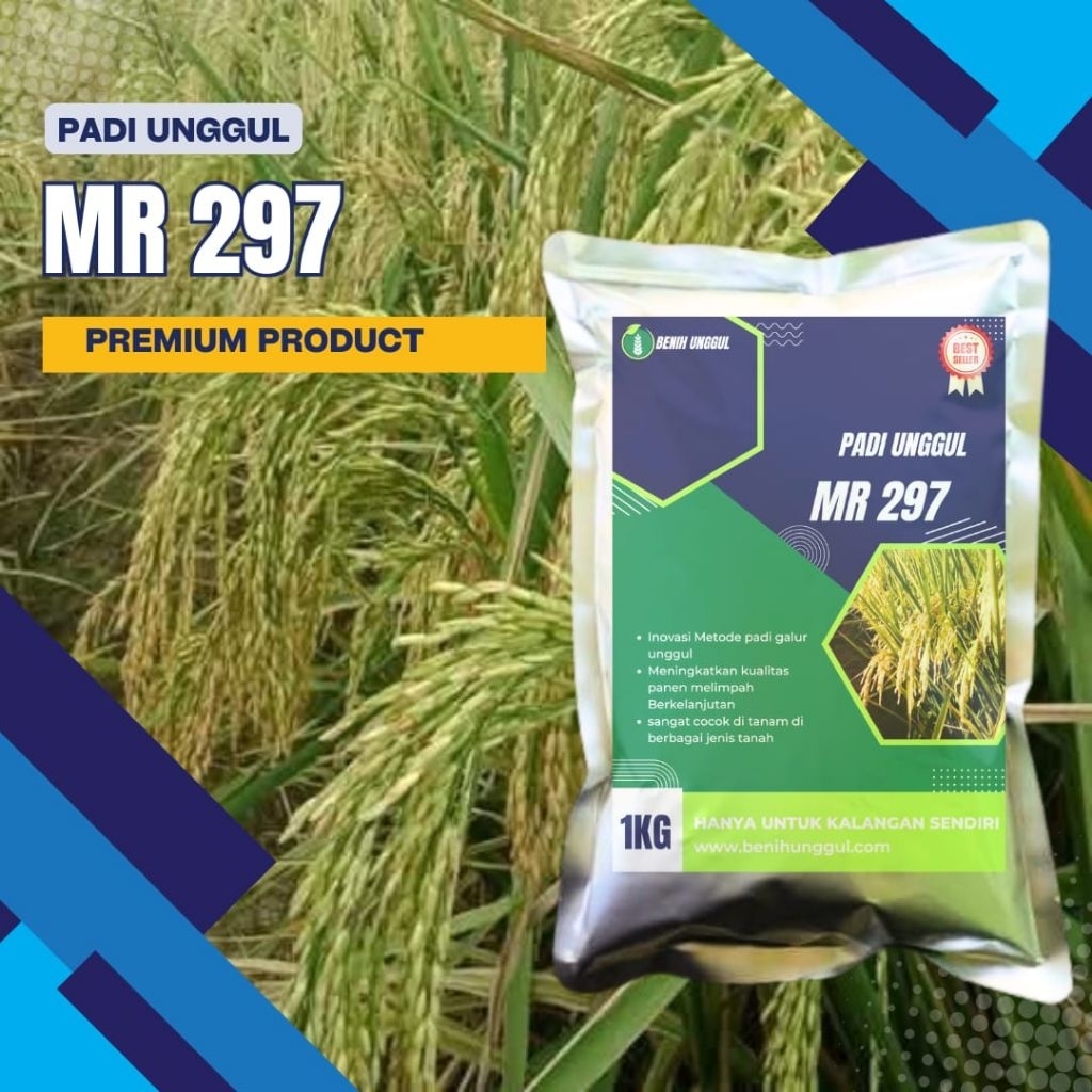 Bibit Padi MR 297 -1Kg Original Tahan Hama Hasil Optimal