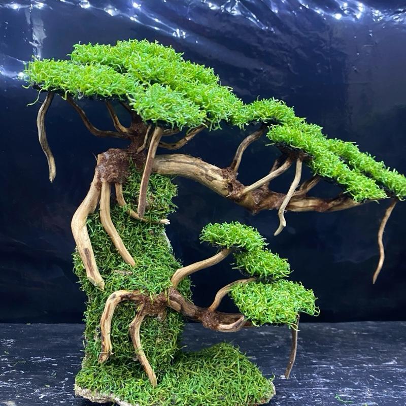 SIZE M besar (23x19) | Bonsai Aquarium / Aquascape / Bonsai Artificial