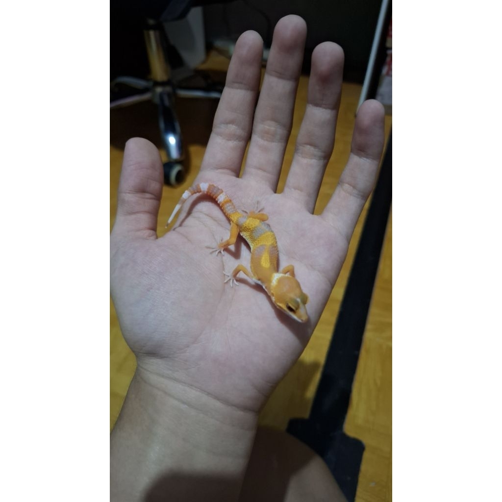 Leopard Gecko Unsex - Sunglow - Usia Baby Incub Male Sehat Jinak