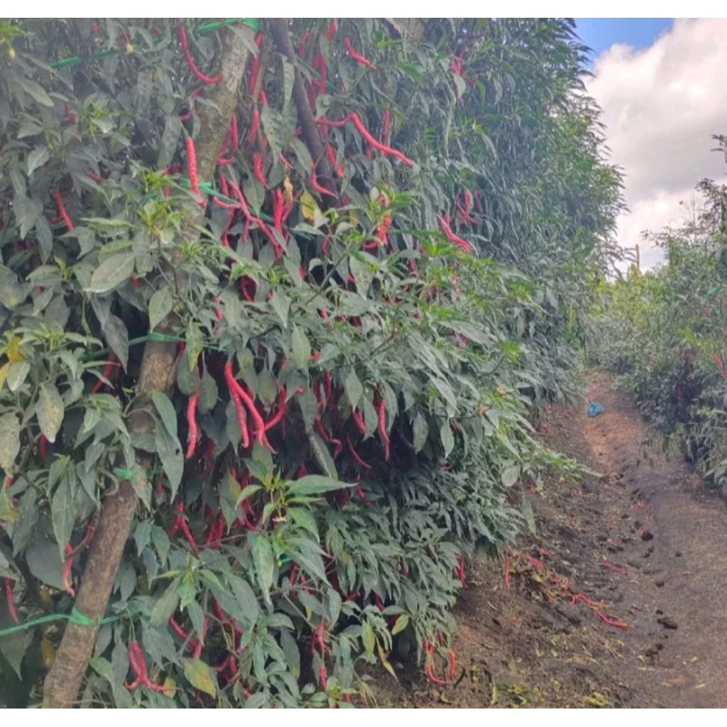 Garansi Tumbuh - Terlaris Benih Unggul Cabe Lokal Siboras 12 gram - Bibit cabai lokal unggul
