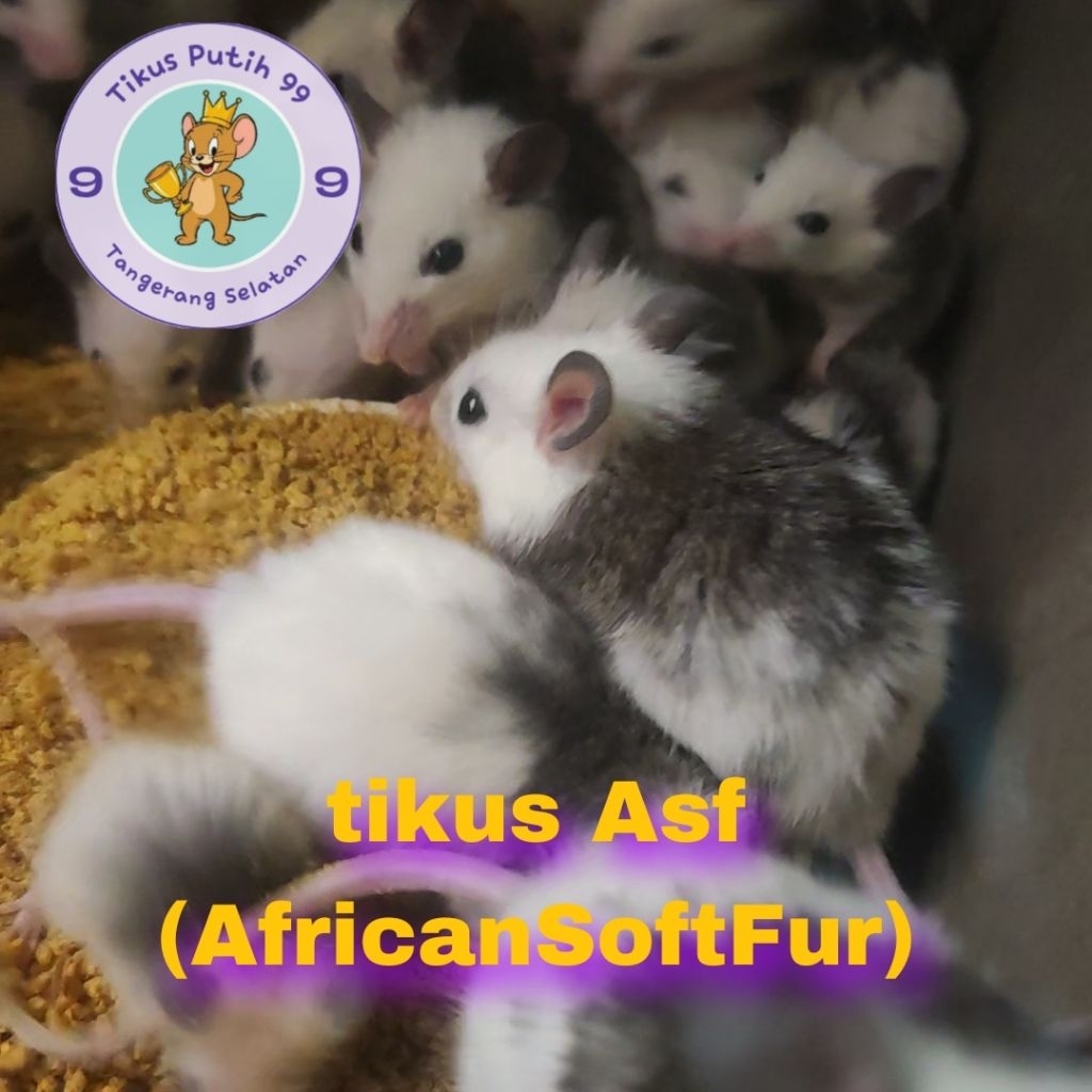 tikus putih asf African soft fur