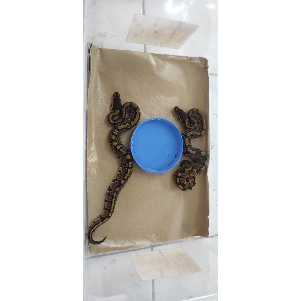 ular ballpython/ball python/BP normal