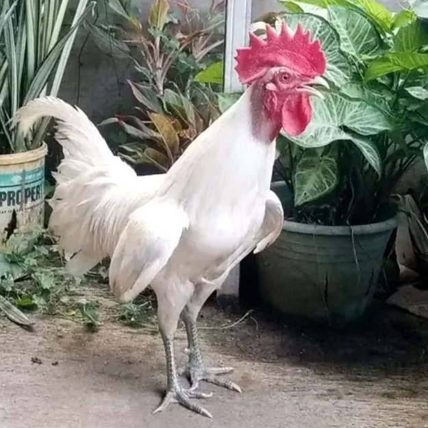 TELUR  AYAM HIAS KETAWA FERTIL untuk ditetaskan