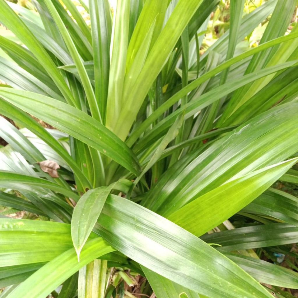 bibit pandan wangi jumbo siap tanam