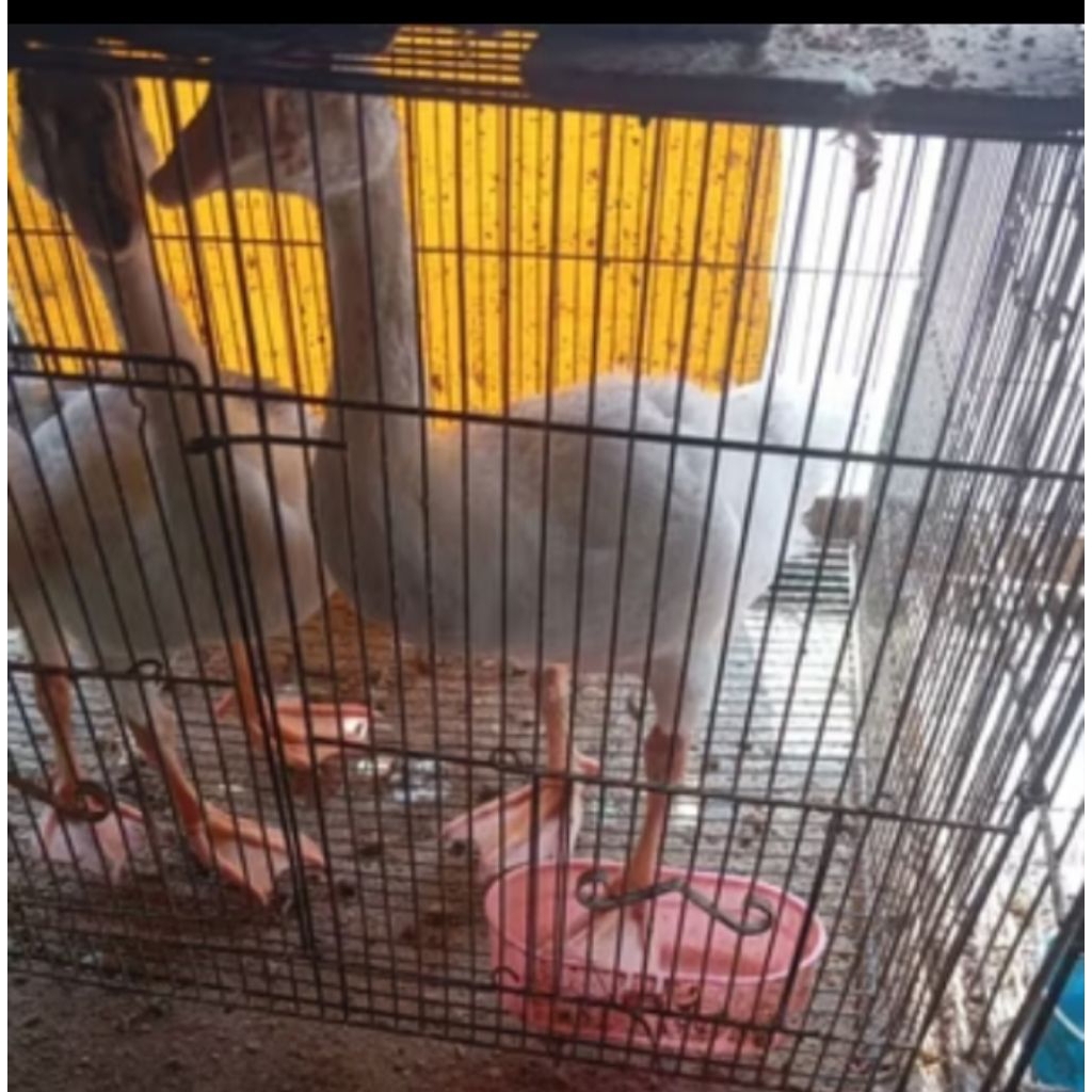 anakan soang umur 9minggu pilihan sepasang