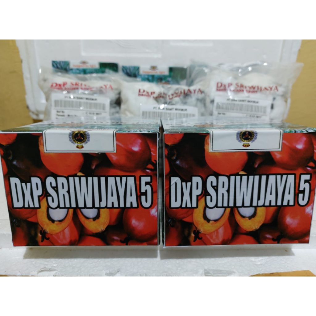 Benih bibit kecambah sawit ppks medan kwalitas unggul