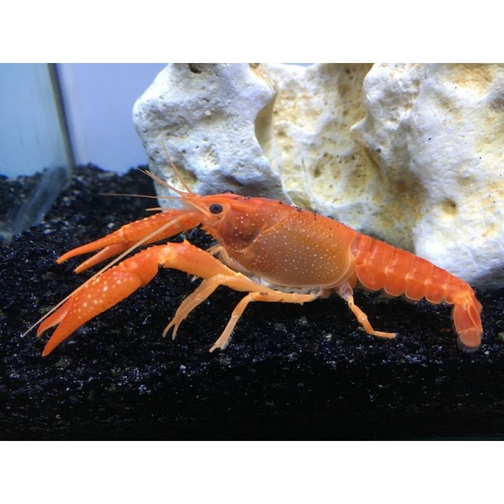 HIASAN-CLARY RED/LOBSTER AIR TAWAR/HIASAN AQUARIUM