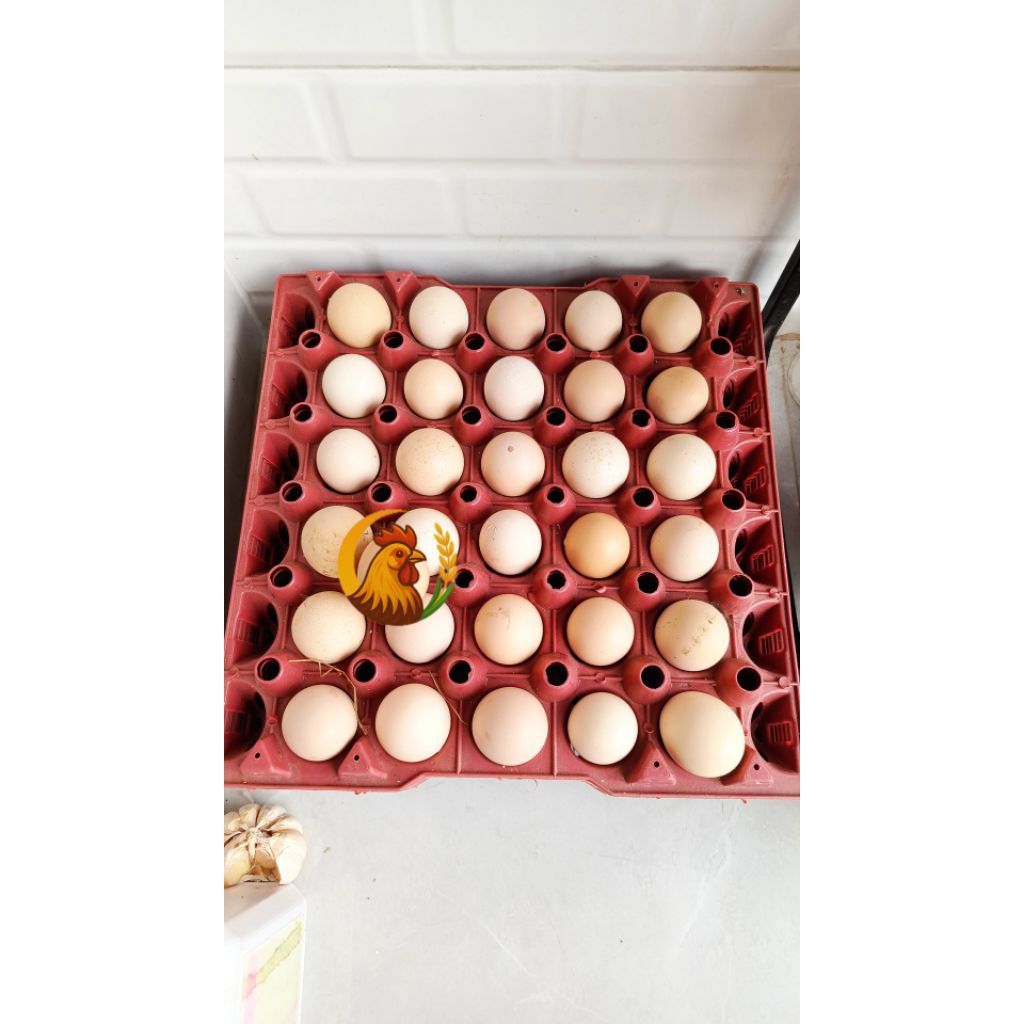 Telur fertil ayam kub 2 janaka bergaransi untuk ditetaskan