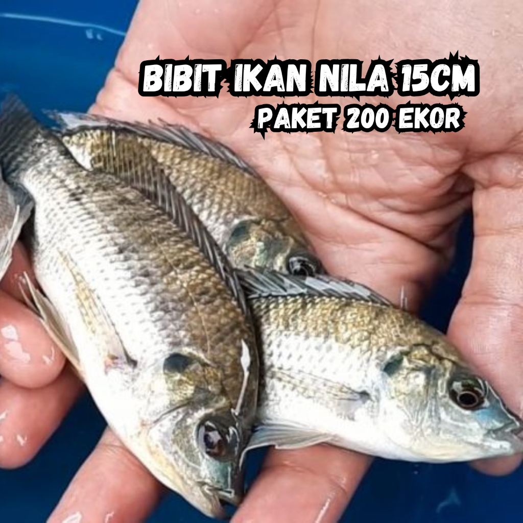 Paket 200 Ekor Bibit Ikan Nila Mujair Hitam Ukuran 2 jari Grade Premium Pengiriman Aman Jabodetabek