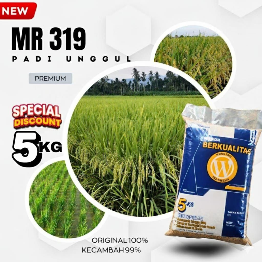 padi Galur unggul mr319 original