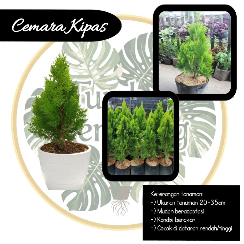 Tanaman Hias Bibit Daun Cemara Kipas Hidup Berdaun Lebat Yaas kembang