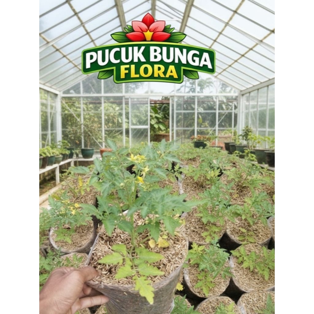 Tanamn tomat ceri bibit tomat ceri