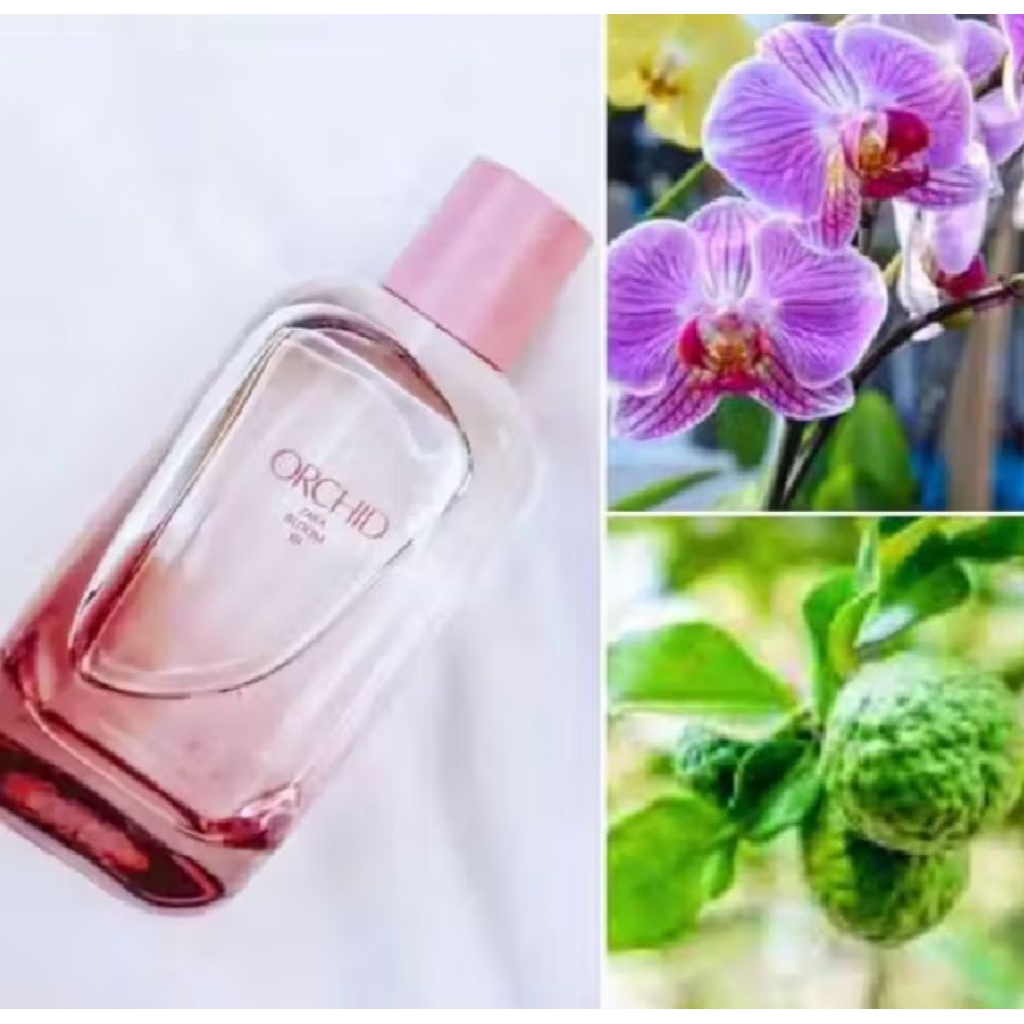 Parfum Original Zara Orchid 180ml (BIGSIZE) (kemasanbaru) - parfum wanita