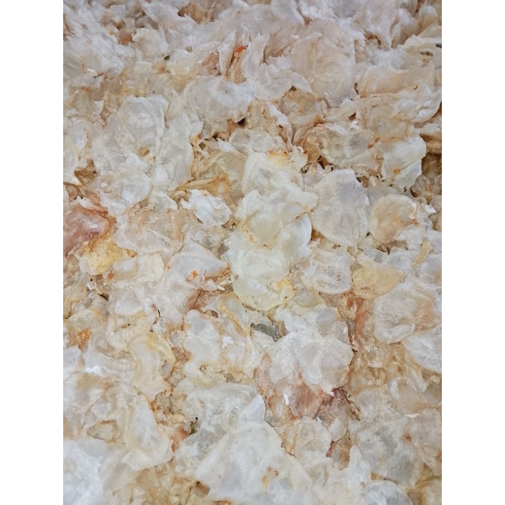 gelembung ikan duri/otek/mayung