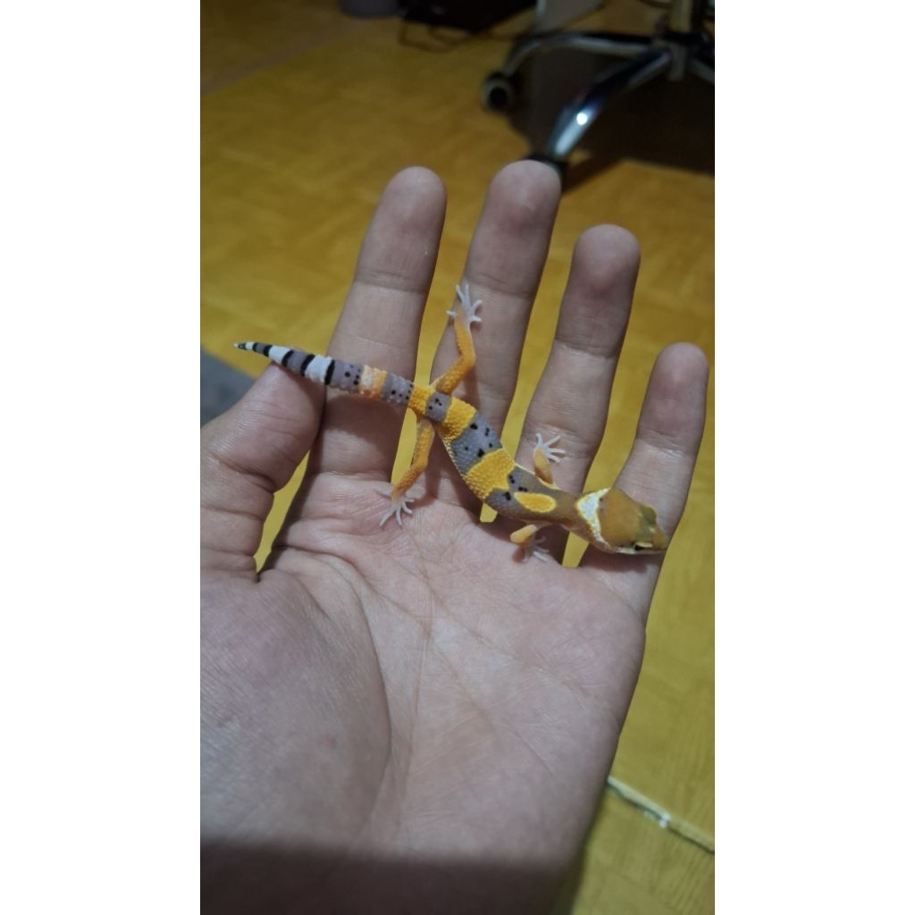 Leopard Gecko Unsex - Hypo Tangerine het Tremper - Usia Baby Incub Female Sehat Lucu
