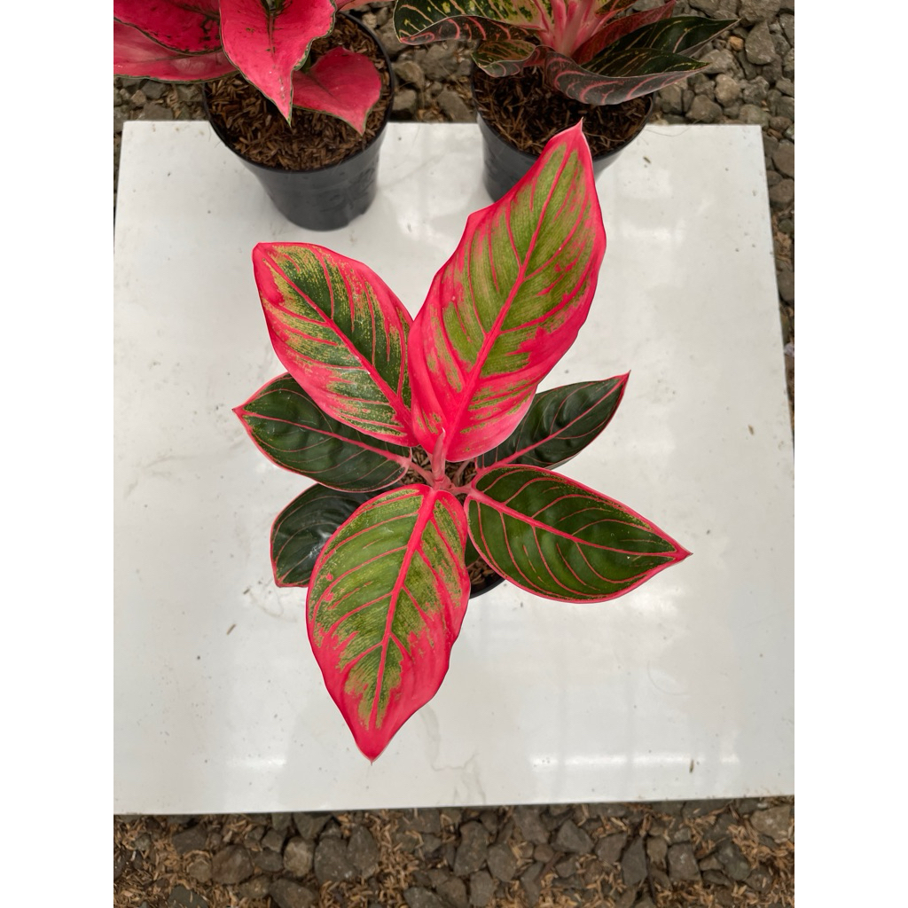 aglonema lipstik khanza