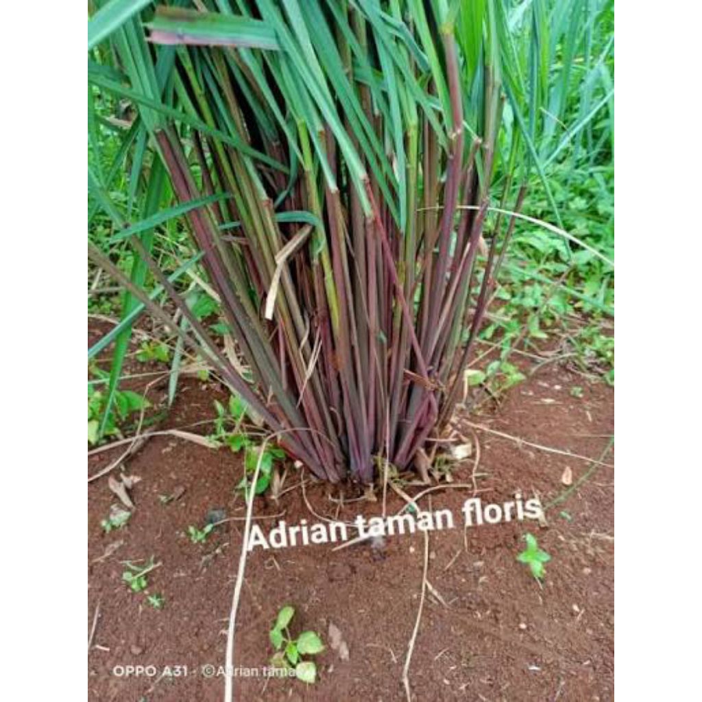 serai wangi sereh/ serai wangi 50p gram