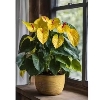 Tanaman Hias Anthurium Mickey Mouse Bunga Kuning / Bibit Anthurium Mickey mouse Bunga kuning