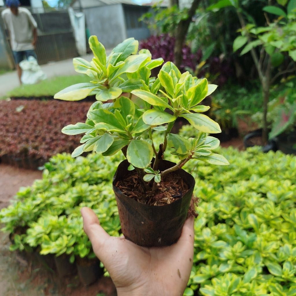 Ginseng Jawa VARIGATA Tanaman Ginseng Jawa Varigata Pohon Ginseng Varigata Sudah Berakar