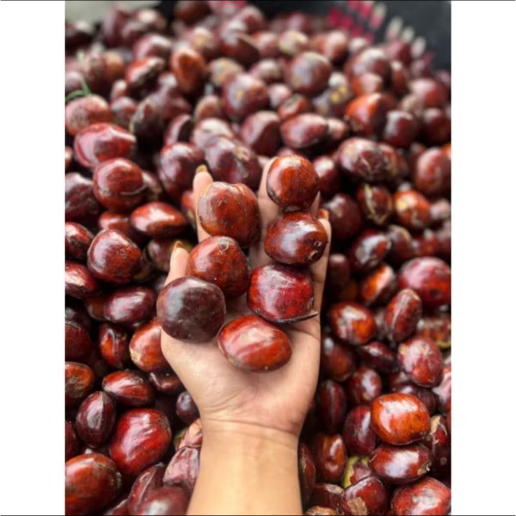 Jengkol Tua Mentah 1kg - Segar, Pulen, Langsung dari Pohon