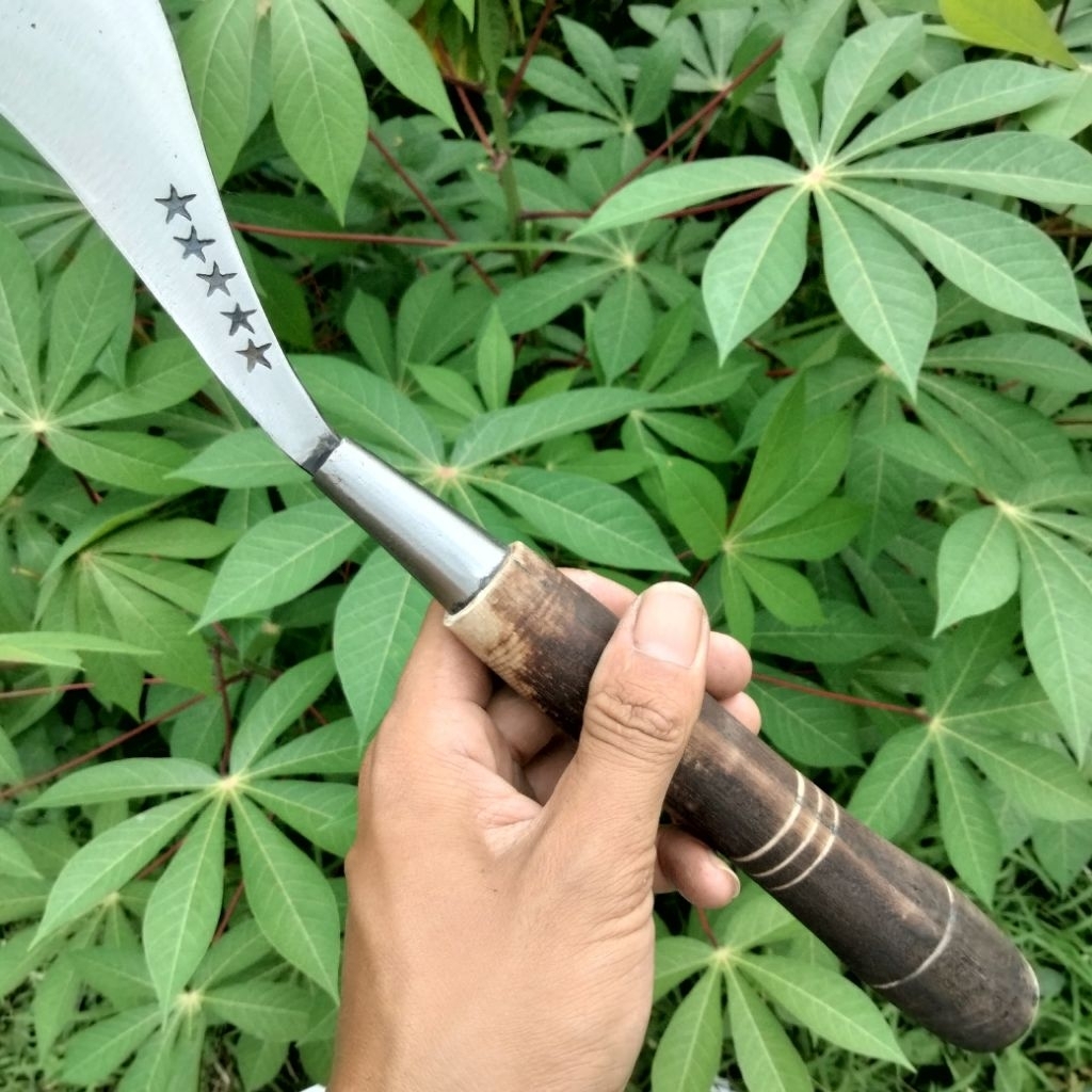 arit rumput bintang 5 super baja asli Madura padi cocok untuk kebutuhan tani