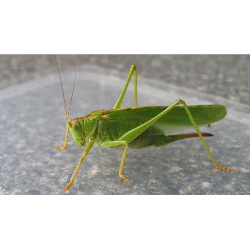 Walang kecek / masteran burung kicauan, isi 10 ekor