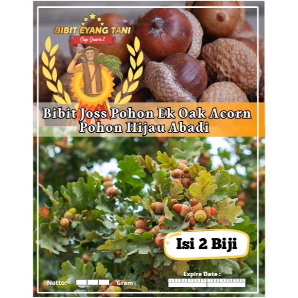 Bibit Joss Pohon Ek Oak Acorn Pohon Hijau Abadi | Biji Benih Pok EK Oak Abadi| Pohon EK